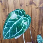 Antúria kryštálova (Anthurium crystallinum) - výška 20-30 cm, kont. C1,5L